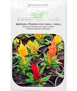 Целозія Пампаське перо