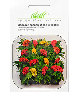 Целозія гребешкова Піжон