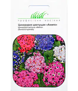 Изображение Семена цветов Цинерария цветущая Амиго