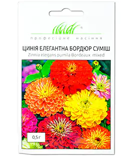 Изображение Цинія елегантна Бордюр суміш