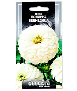 Цинія Полярна Ведмедиця