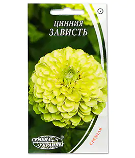Цинія Заздрість