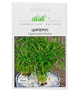 Изображение Семена цветов Цыперус