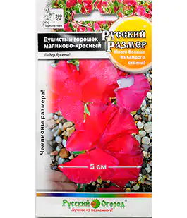 Семена цветов Душистый горошек малиново-красный