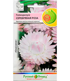 Семена цветов Гелихризум Серебряная роза