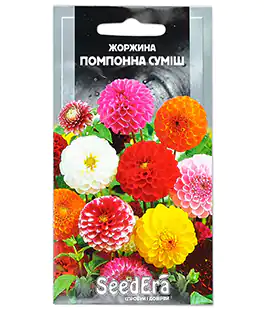 Жоржина Помпонна суміш