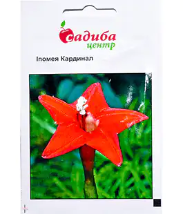 Іпомея Кардинал