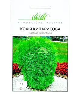 Семена цветов Кохия Кипарисовая