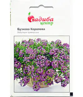 Семена цветов Лобулярия Фиолетовая Королева