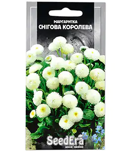 Маргаритка Снігова королева