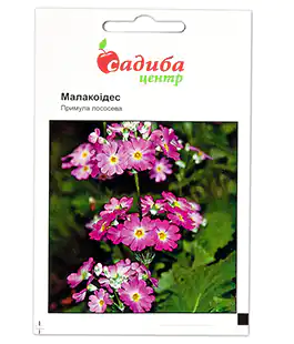 Изображение Семена цветов Примула Малакоидес