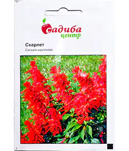 Изображение Семена цветов Сальвия Скарлет