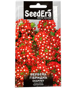 Вербена гібридна Скарлет