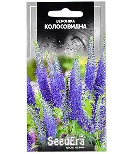 Вероника колосовидная