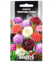 Изображение товара Семена цветов Скабиоза махровая смесь 