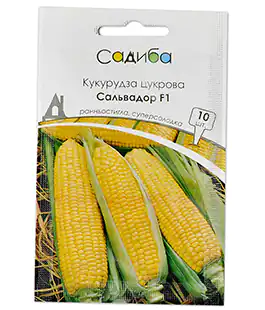 Кукуруза Сальвадор F1 сахарная