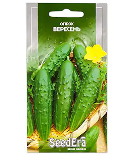 Огурец Вересень