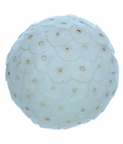 Изображение товара Сухоцвет декоративный Шар Sola Tip Ball 10см