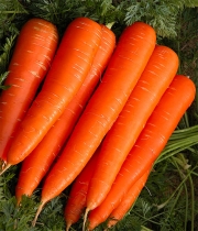 Изображение товара Морковь Каротан