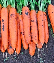 Изображение товара Морковь Монтана