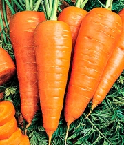 Изображение товара Морковь Санта круз F1