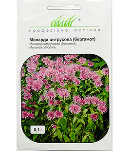 Изображение Бергамот (Монарда)
