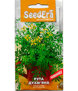 Рута душистая