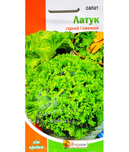 Салат Латук