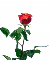 Роза Atomic высота 50 см