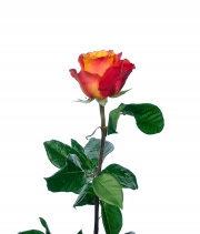 Роза Atomic высота 60 см