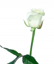 Изображение товара Троянда Белуга (Beluga) висота 30 см