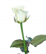 Изображение товара Троянда Белуга (Beluga) висота 40 см