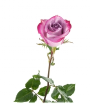 Роза Deep Purple высота 60