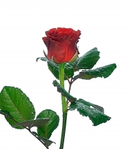 Роза Ель Торо (El Toro) высота 50 см