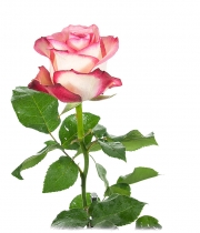 Роза Hermosa высота 50 см