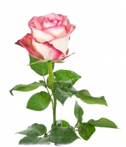 Роза Hermosa высота 50 см