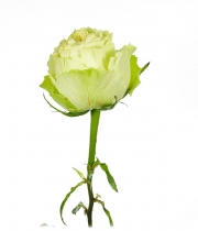 Роза Lemonada высота 50 см