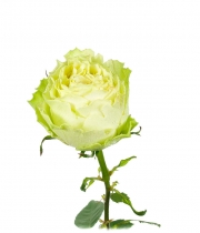 Роза Lemonada высота 70