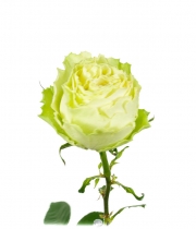 Роза Lemonada высота 90 см