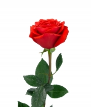 Роза Nina высота 50 см
