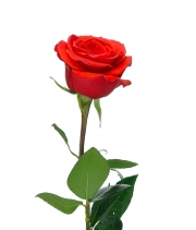 Роза Nina высота 60 см.