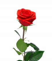 Роза Nina высота 70 см