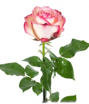 Роза Paloma высота 50 см