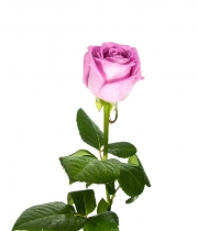 Роза Аква (Aqua) высота 40 см