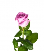 Роза Аква (Aqua) высота 50 см