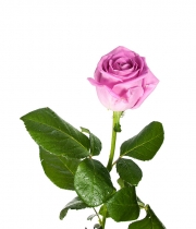 Роза Аква (Aqua) высота 60 см
