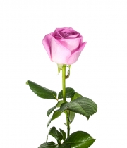 Роза Aqua высота 60 см