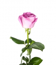 Роза Аква (Aqua) высота 70 см