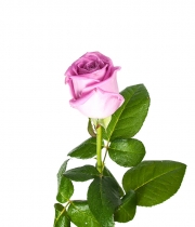 Роза Аква (Aqua) высота 70 см