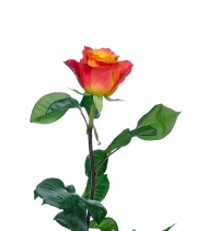 Роза Atomic высота 90 см